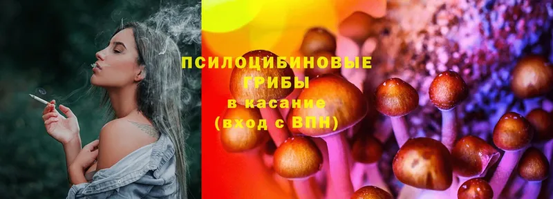 Псилоцибиновые грибы Psilocybe  Ртищево 